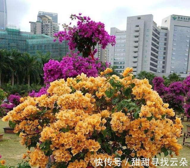 三角梅|6种“爬藤花”,美上天际,种上一株,就能赏几十年!