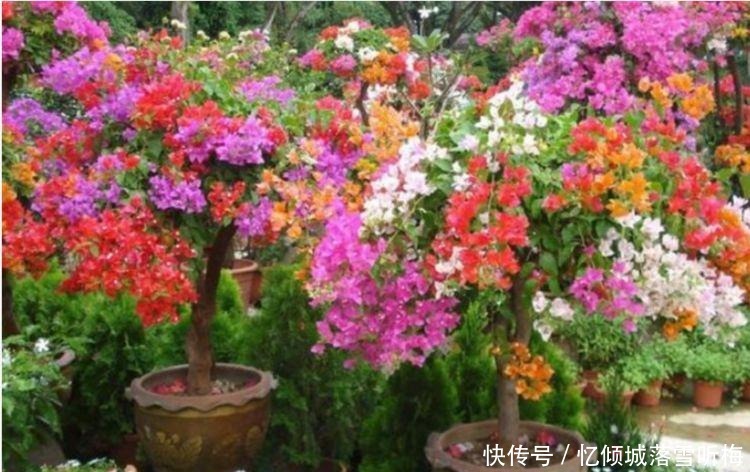 庭院|家里有庭院,最适合养3种花,开出的花朵鲜艳无比,非常的迷人