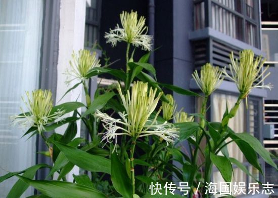 富贵|富贵竹不开花老花匠使“绝招”，花开“富贵”，长成“小树林”