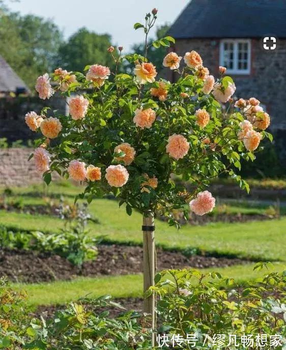 月季养成树，开花一团团，轻松开成大花球，阳台也能养得好！