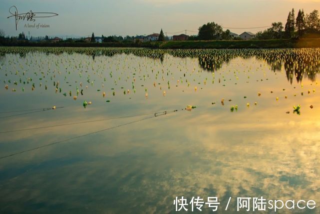 珍珠蚌|余杭的北湖草荡不过如此，还没有它旁边的一口池塘好看