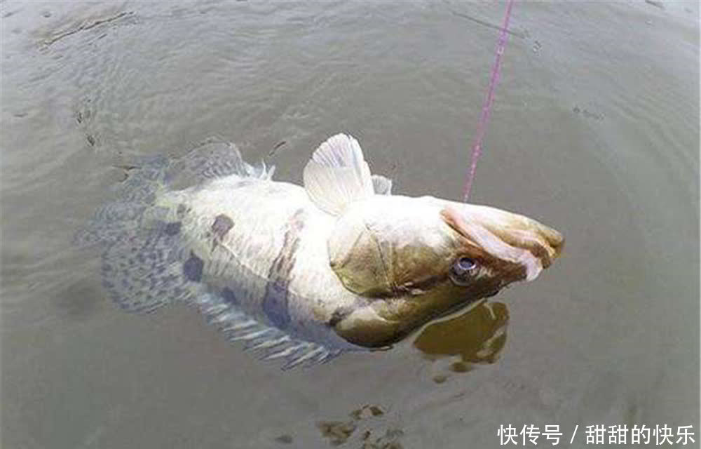 桃花流水鳜鱼肥,春季手竿钓鳜鱼,就用民间这种钓法,简单又好用