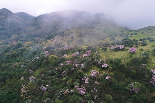 湖南，花事繁华