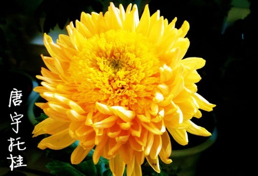 喜欢菊花,不如养盆“菊中珍品”唐宇托桂,似金蕊金衣,金忙四溢