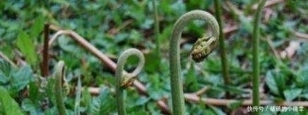 小时候|4种农村小时候坚决不吃,现在想吃却买不到,你吃过几种