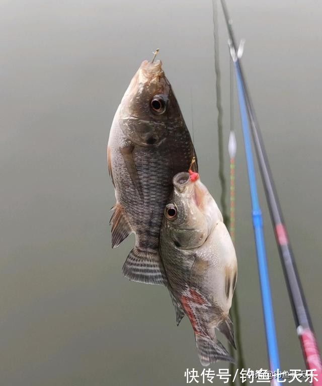 成都男子钓获大量罗非鱼,钓鱼人担忧:这鱼在四川也能生存?