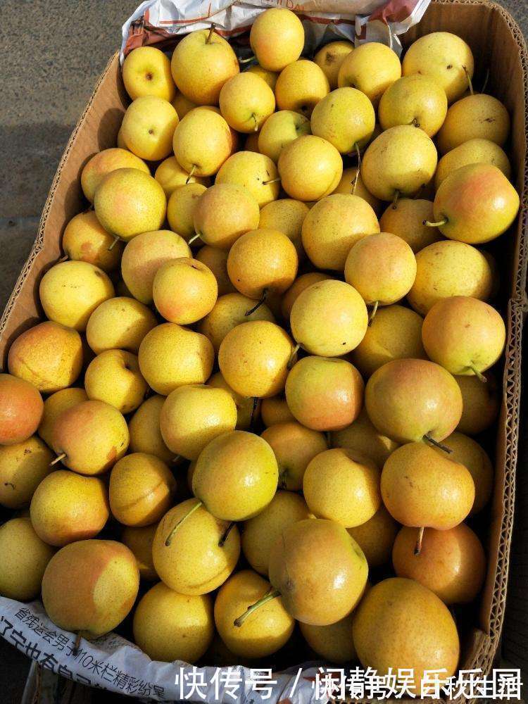 香味|人称“梨中之王”，果肉自带果香味，一斤卖5元，可以种植吗