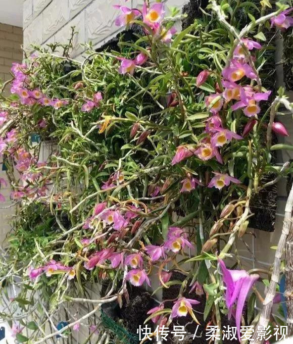 门前石头上长了一丛草，朋友出1000元来买，开起花来真漂亮！