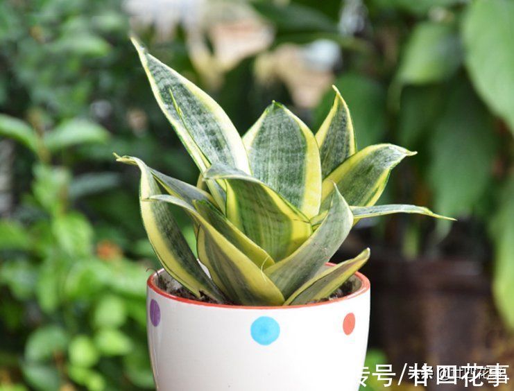 烂根|7种花“怕水”,浇水多死得快,管不住手的话,再有钱也别养