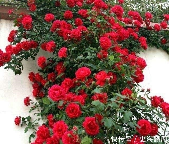 我国最香的花,插土就能活,好看又好养,一年能开180天