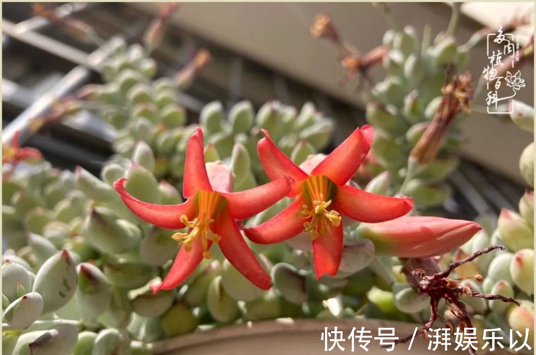 遇见即美,花事未荼蘼!种一桌子多肉,看花开花落!