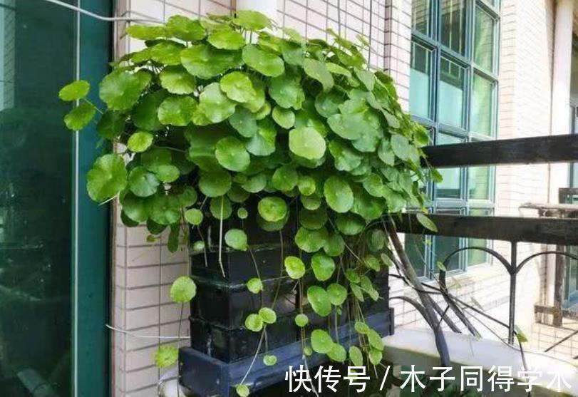 叶子|3种“自带钱”的漂亮花卉,摆在家里吉祥健康,是盆栽佳品
