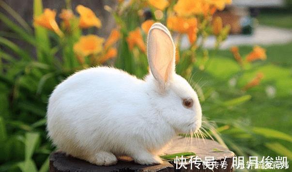 生肖兔|农历哪几个月出生的属兔人，天生旺人旺己，贵人多助，财富不缺
