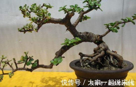 植株|马齿笕树养5年，变成老桩盆景很值钱，做5步就实现