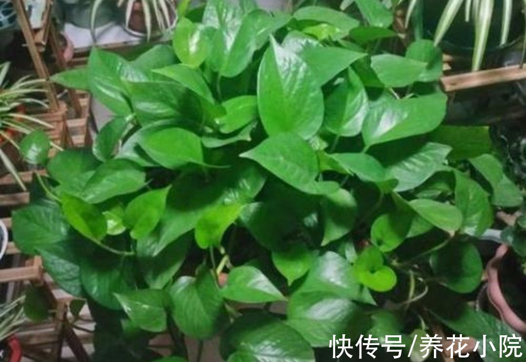 养花先“养根”,3个“小方法”,根系疯长,枝叶繁茂