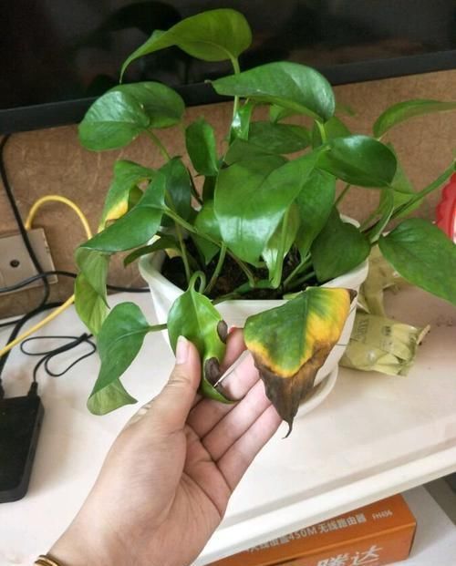 黄叶|绿萝又黄叶?一点“粉末”撒盆里,叶绿根壮,比啥肥料都好使