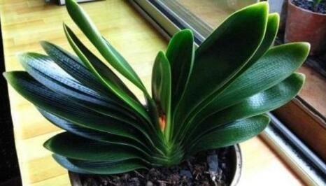 随手捡点它扔盆里,绿萝、虎皮兰、君子兰呼呼长爆盆,好用不花钱