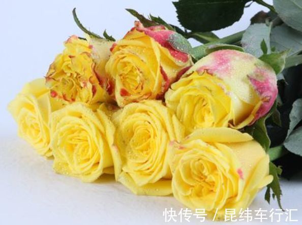 热爱菊花，不如养盆“珍稀玫瑰”金香玉，花开金光闪闪，亮丽优雅