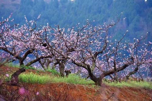 金堂：花开正艳