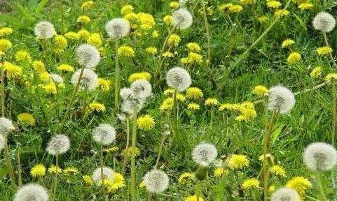 肝脏|蒲公英和此物“天生一对”,连喝三天,肝脏更健康,快来了解下