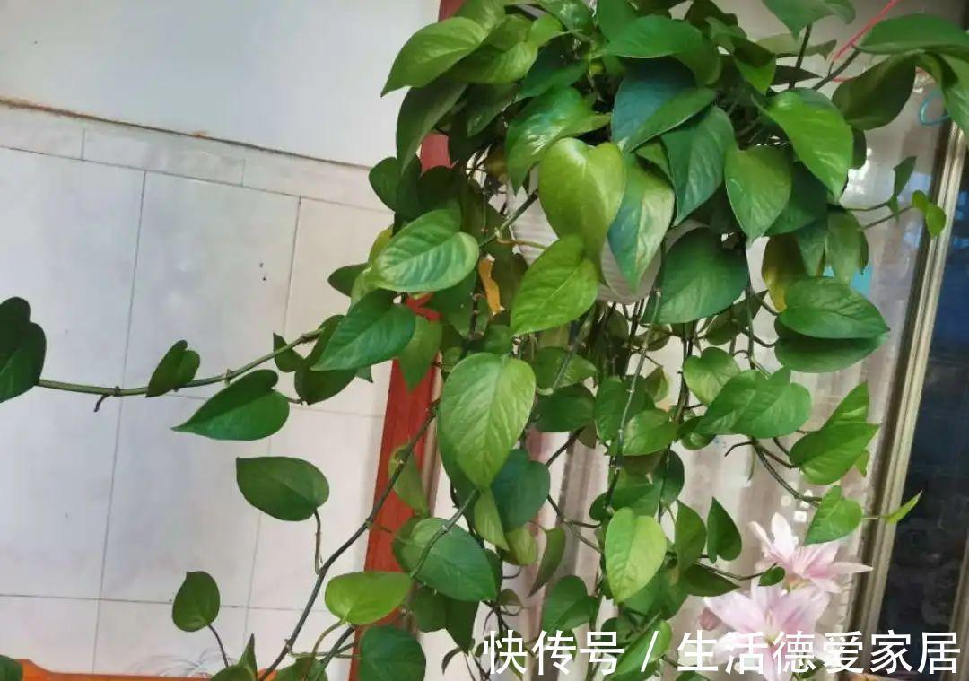 绿萝穷养，兰花富养，才能养成宝贝，你真的懂吗？