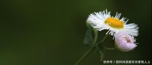 一般人|平和安静，只是交际手段，其实，水瓶座的真实模样，一般人看不到