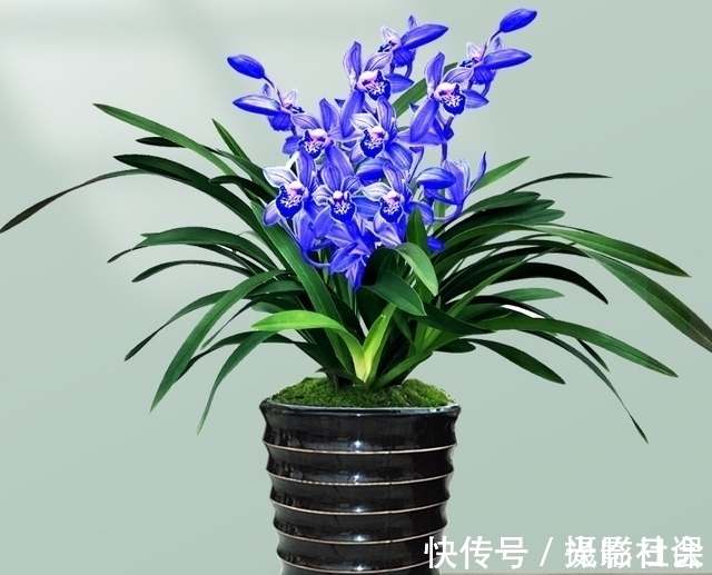 花瓣|此兰只应“天上”有,人间哪得几回闻,花色罕见,让人百看不厌