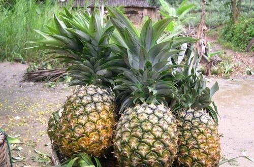 到西双版纳，这些热带水果没吃就白来了