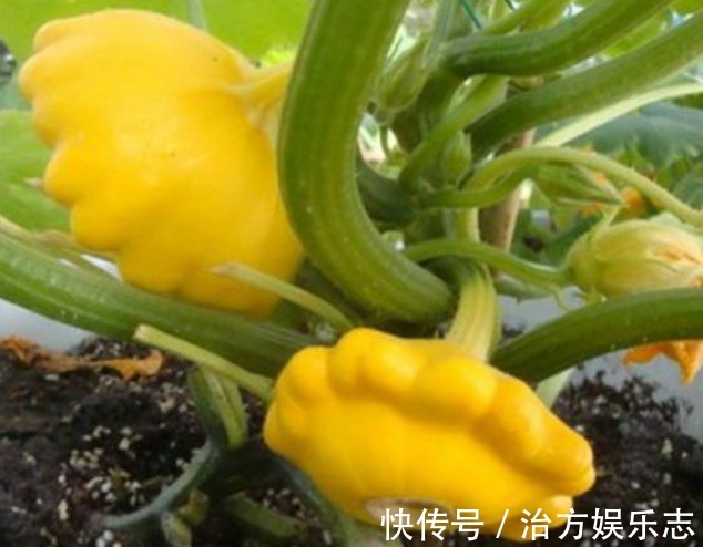 昼夜温差|飞碟瓜营养丰富、减肥瘦身，掌握种植技巧，收获吃不完的飞碟瓜