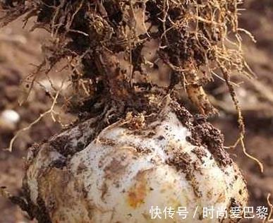 笋干|女人宁愿少买些化妆品，也要买的5种碱性食物，越吃越显年轻