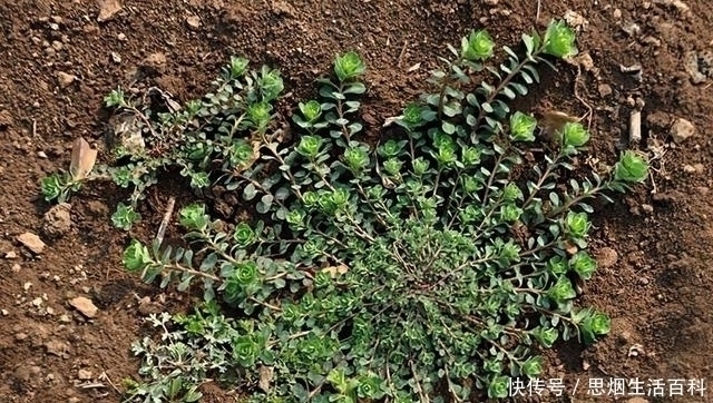 泽漆|全株含毒碰到手发痒,兔子最爱吃,改名后热销,农民大量种植