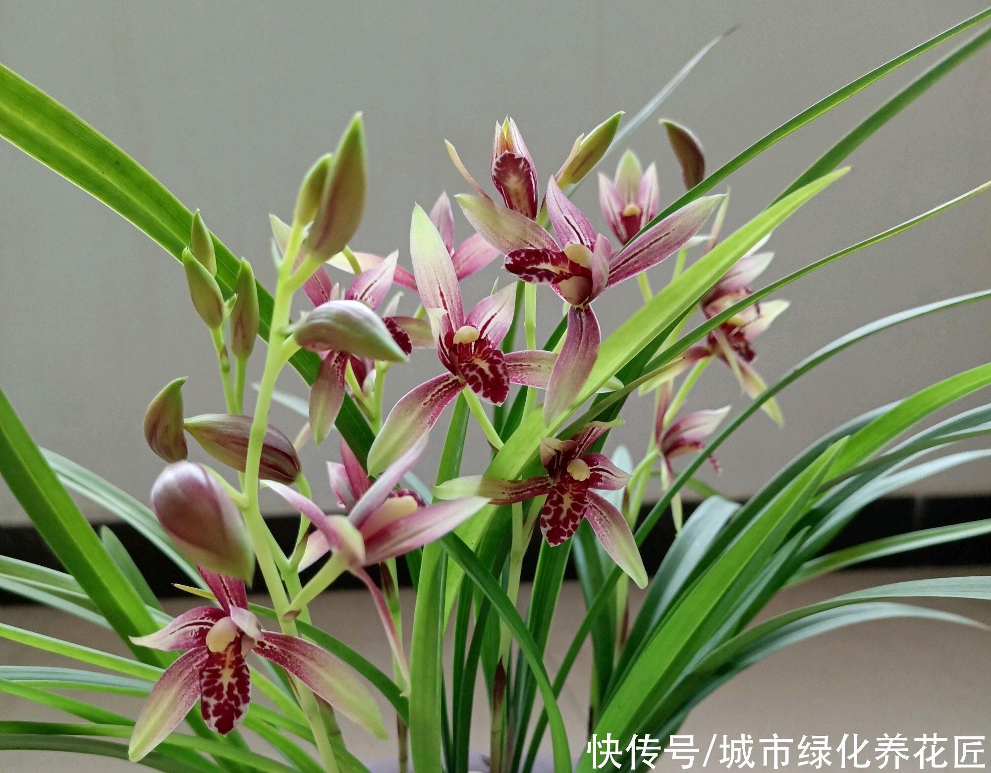 假活|兰花老芦头捂出新芽以后多久可以移栽?长芽防假活,根旺再移栽