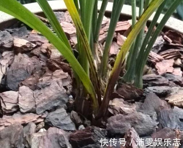 茎腐病|秋季兰花得茎腐病怎么办教你“4法”,找对病因,照样可以救活