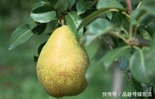 母猪|俗话“男怕柿子女怕梨,母猪最怕西瓜皮”,有什么含义?