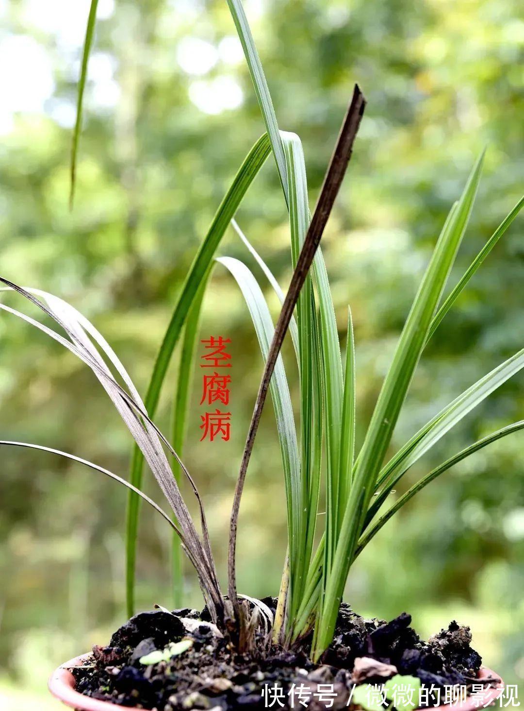 兰花茎腐病有特效药吗?兰友说:无非这3种,有效而且使用简单