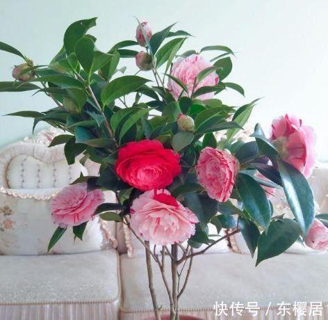 阳台上|比香水还好闻的花，花朵漂亮又好养，满屋子飘香，心情好
