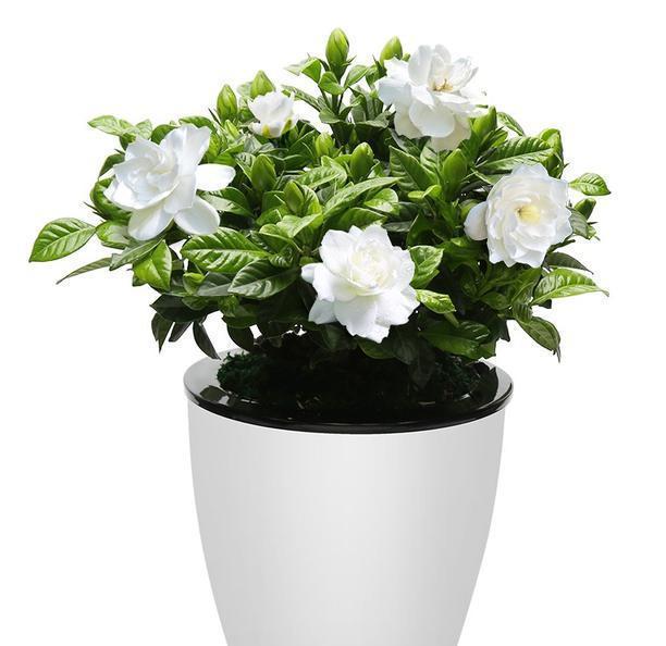 养好栀子花,要天天“风流”,不黄叶不烂根,,一次开花上百朵