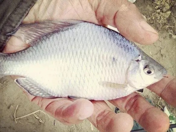 个体|形似“屎光皮”、大如小鳊鱼,大鳍鱊不但好吃还很好钓