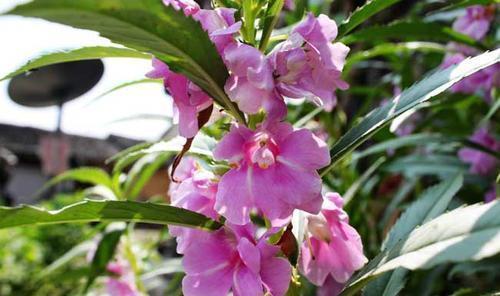 花卉|3种漂亮花,再喜欢也别在家里养,不利于健康,聪明人都避开!