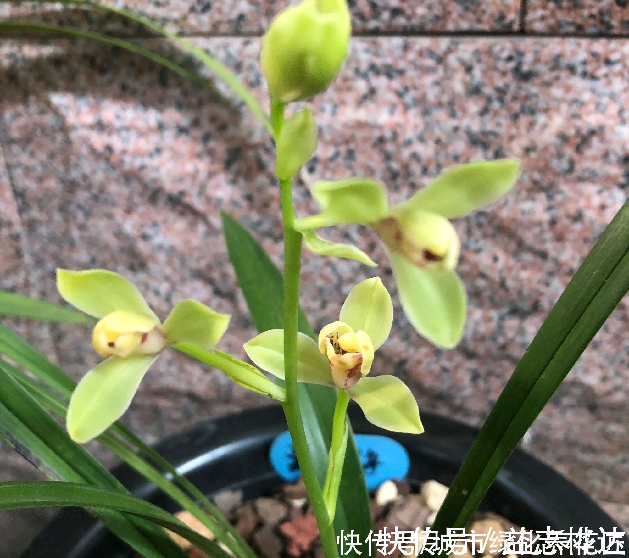 兰花|浇水是门学问，有的人隔三差五勤浇水，兰花最后还是被干死