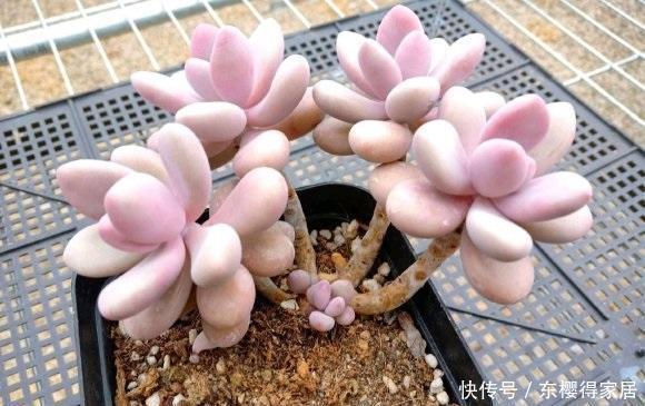 夏天|多肉桃蛋养得好，全在夏天，小盆栽种，全日照，控水养，效果好阿