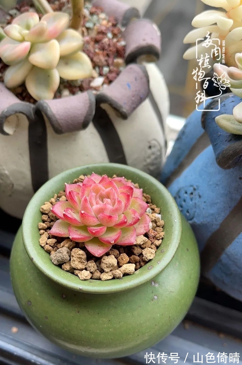 我与多肉植物百科的398天离别又重逢!