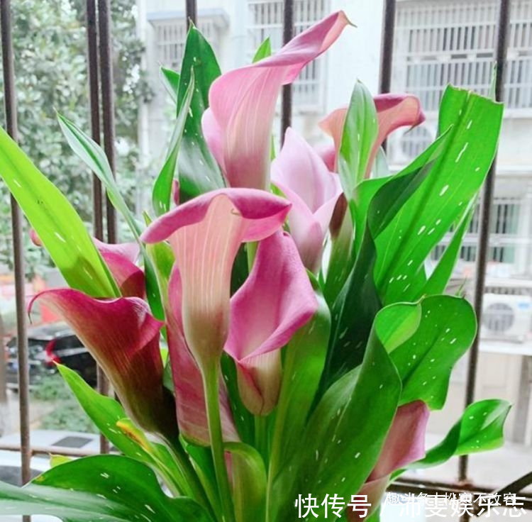 3种花养家里,绿油的枝叶,释放出氧气,轻松助力睡眠!