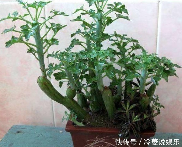 野草|婆婆山上挖野草,拿回家养成盆栽,一年过后邻居出高价也舍不得卖