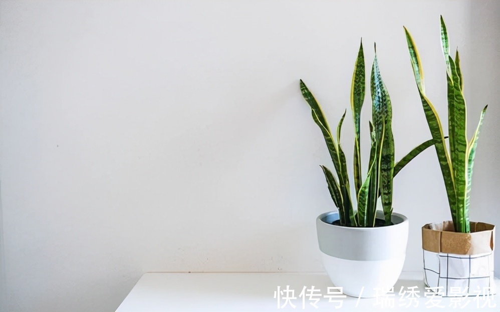 厕所再小,也要养盆吸味花,清除臭味、异味效果好