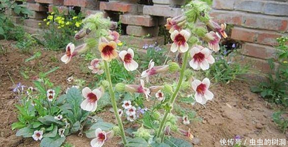 地下|农村野草,人称“小鸡喝酒”,地下藏着“宝贝”,遇见请珍惜