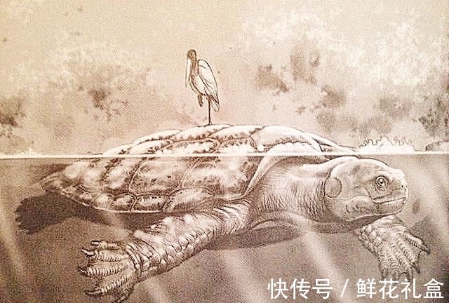 神话故事$神话中的载人巨龟被发现,长5米重6吨,《西游记》没有骗人