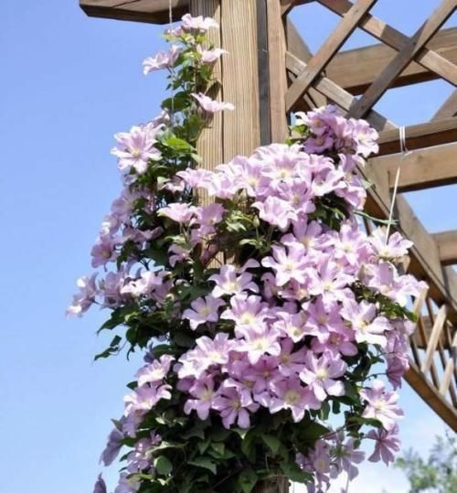 种花|4种花，适合现在种，丢土里随便养俩月，就能开花满枝头