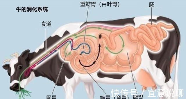 食草动物|牛只吃草，为啥长出一身肌肉，其中蛋白质从哪里得来？