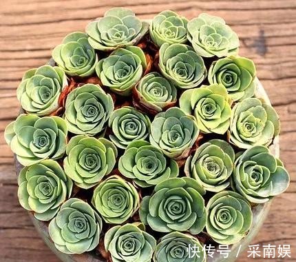 20款适合新手养的多肉,就算是养花杀手,也能养得又胖又美!